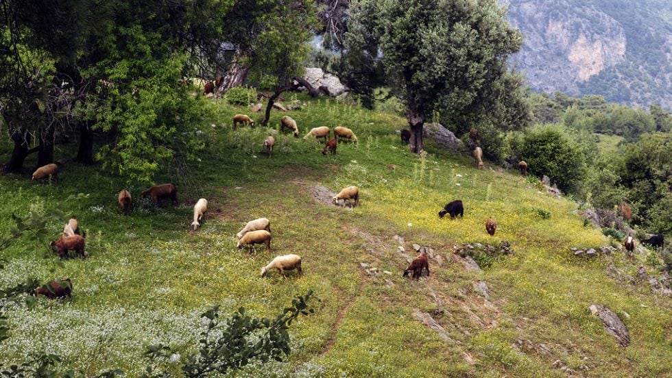 provata katsikia
